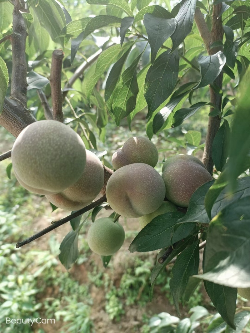 绥江半边红即将上市