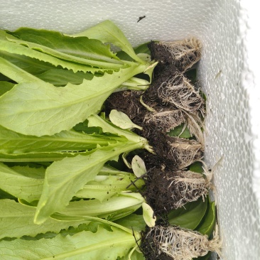 精品油麦菜苗，意大利苗