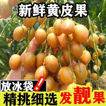 现货广东黄皮水果新鲜广东特产鸡心黄皮果酸甜孕妇当季冰糖果