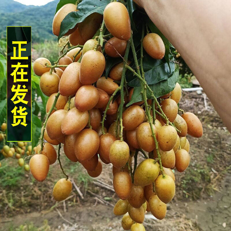 现货广东黄皮水果新鲜广东特产鸡心黄皮果酸甜孕妇当季冰糖果