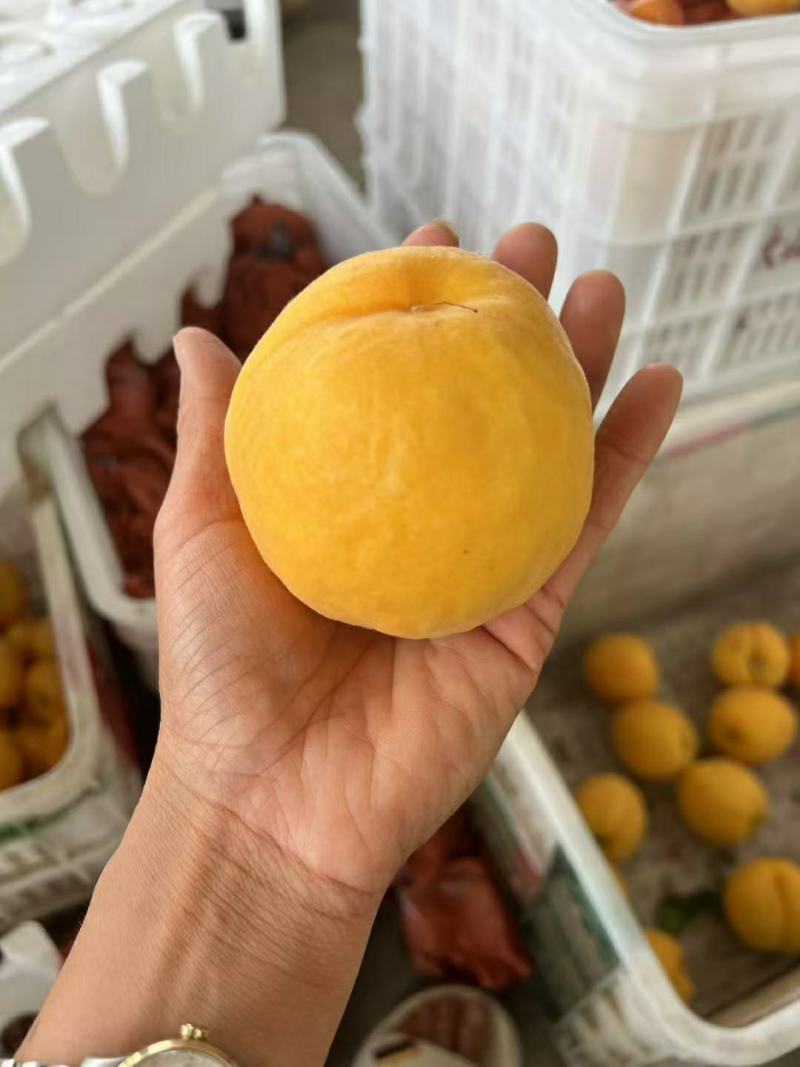 精品锦绣黄桃产地发货一手货源批发品质保证价格便宜欢迎合作