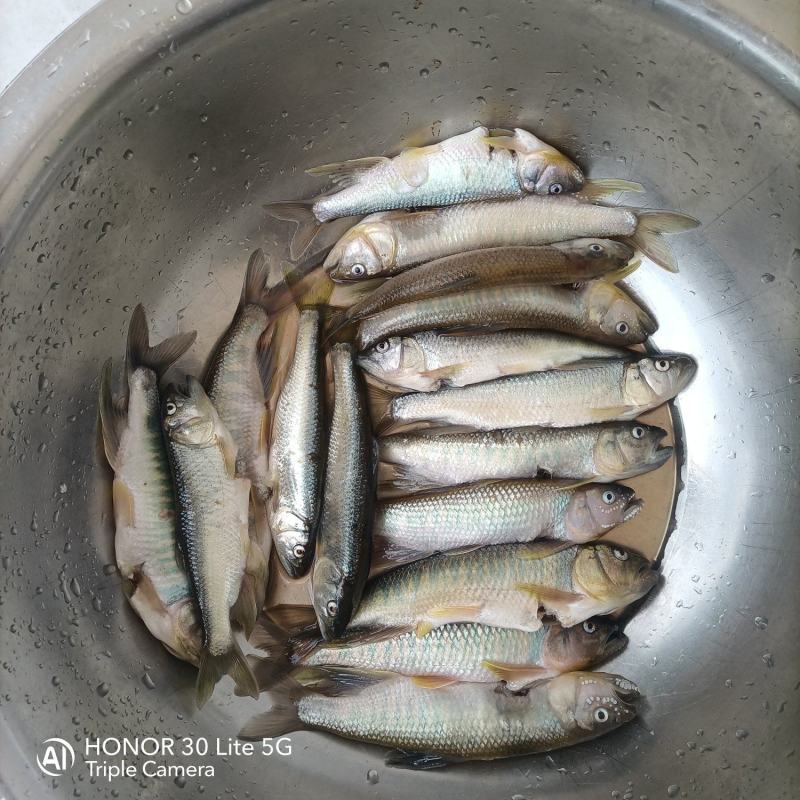 鲜活马口鱼