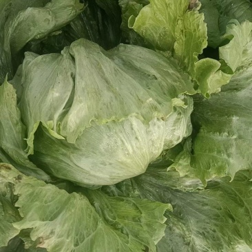 生菜