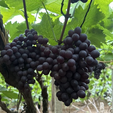 玫瑰香葡萄🍇