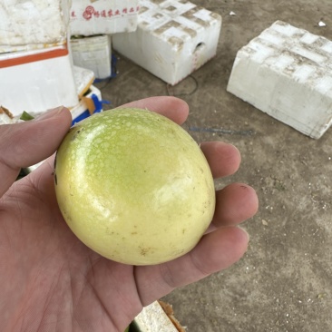 百香果大量上市大量现货