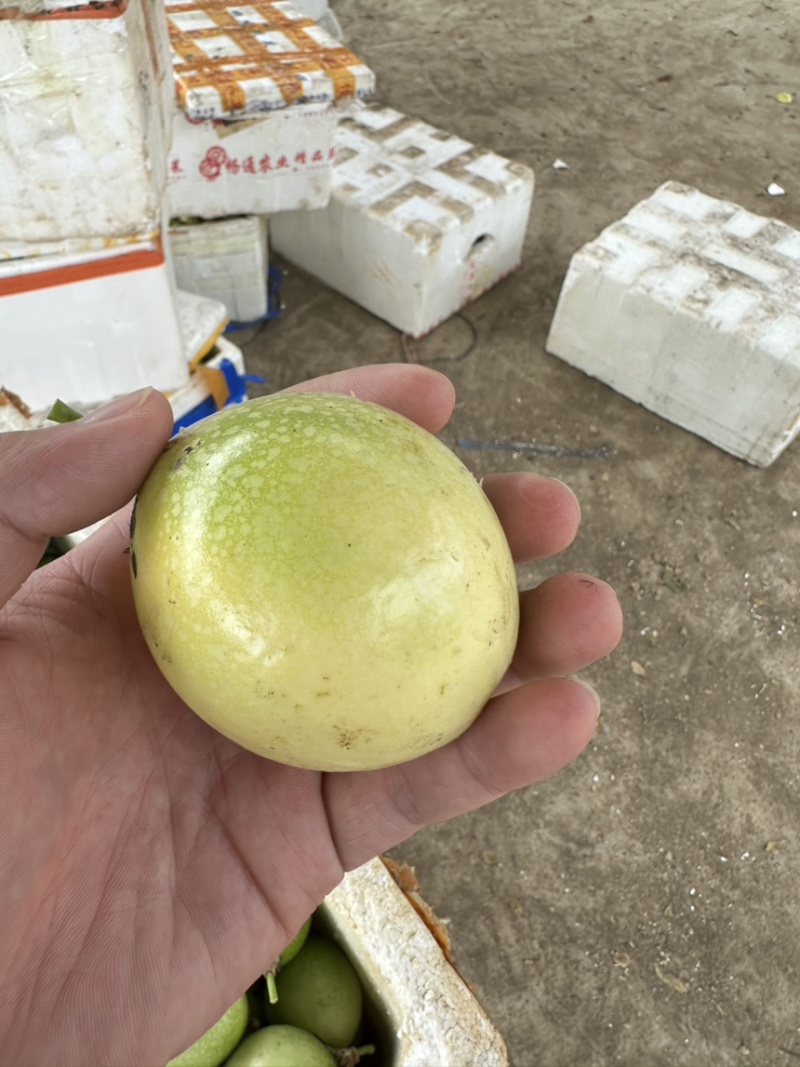 百香果大量上市大量现货