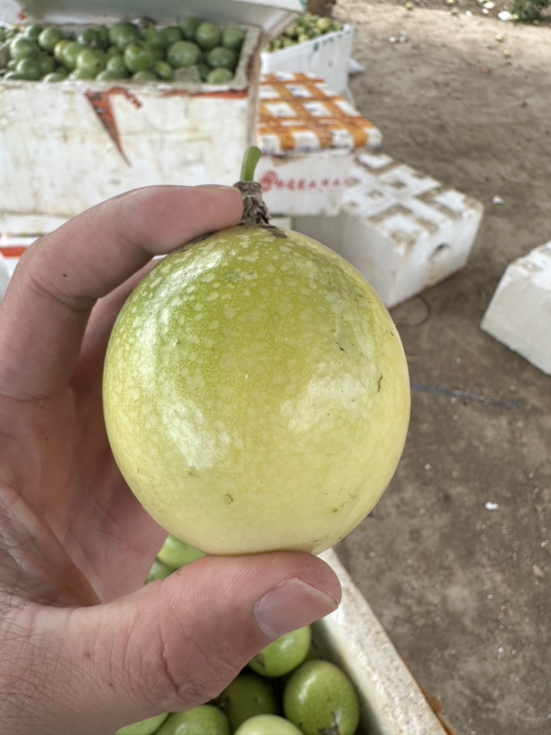 百香果大量上市大量现货