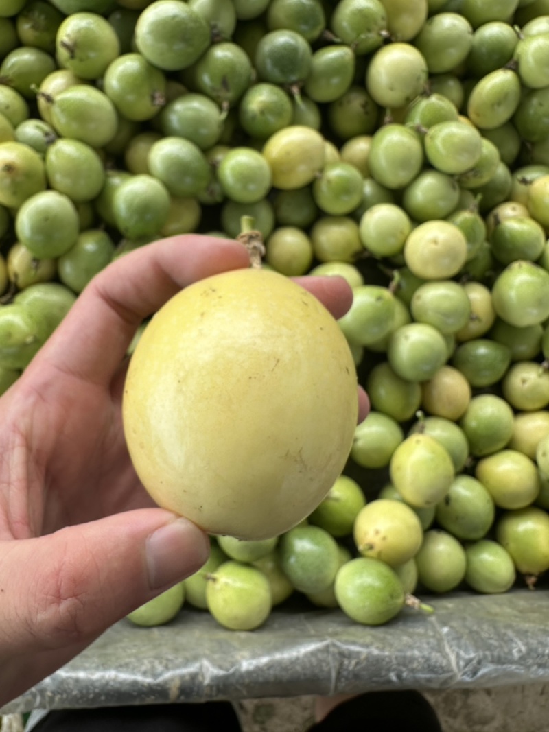 百香果大量上市大量现货