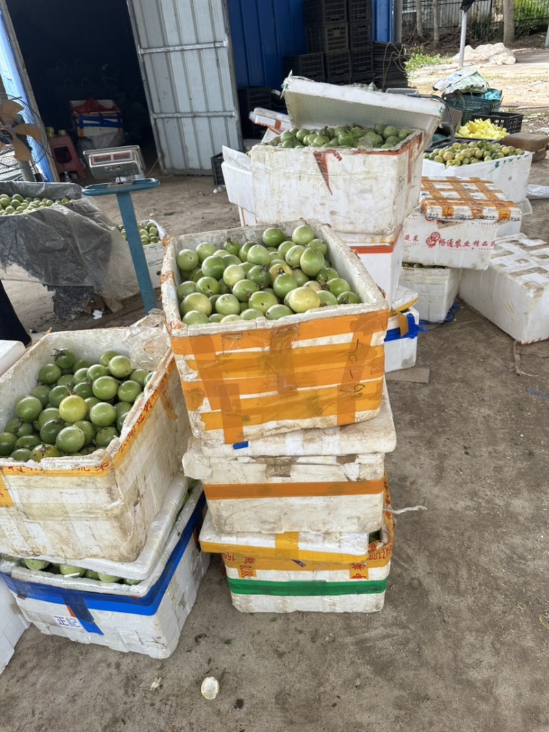 百香果大量上市大量现货