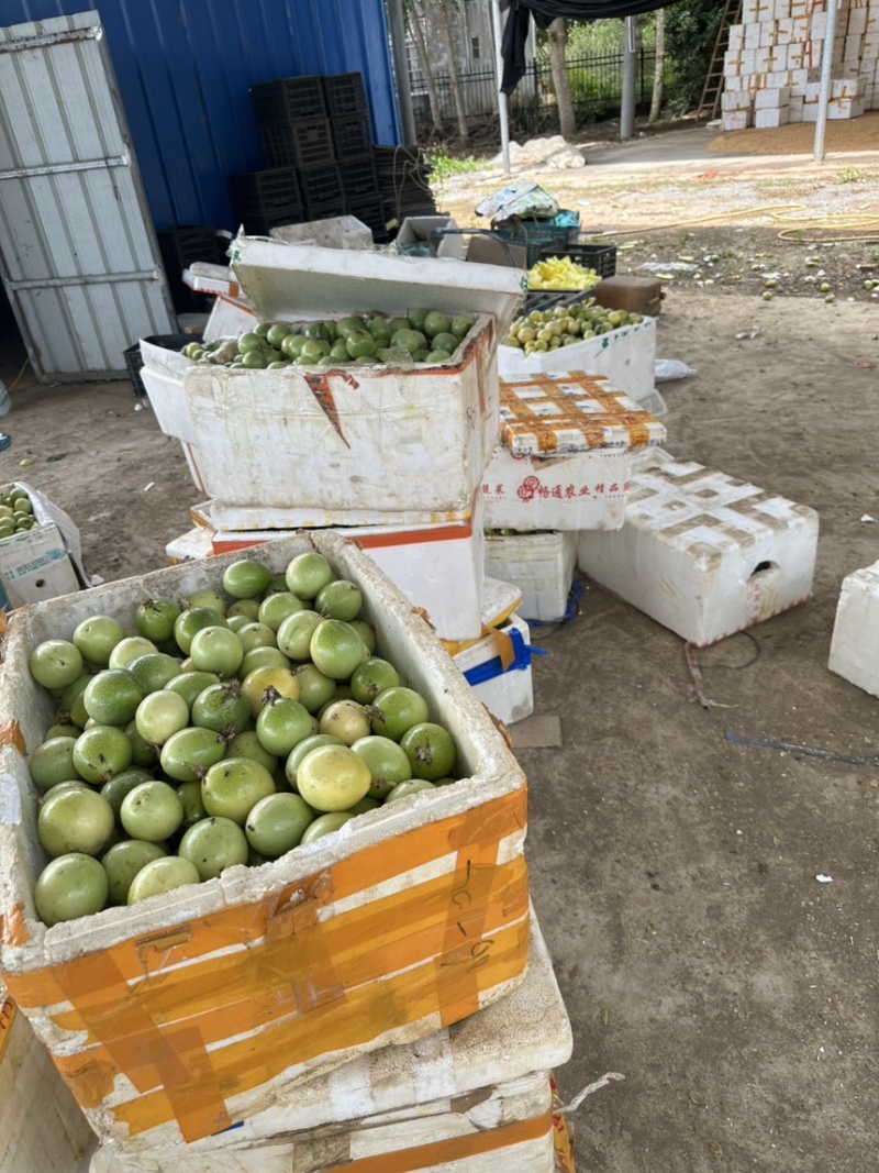 百香果大量上市大量现货