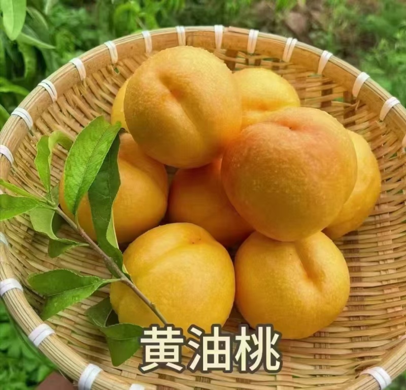 黄油桃蒙阴油桃大量上市现摘现发黄桃对接全国市场电商