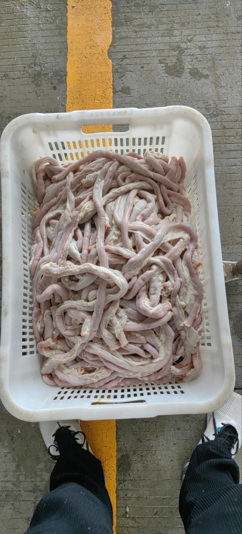 小肠头十二指肠