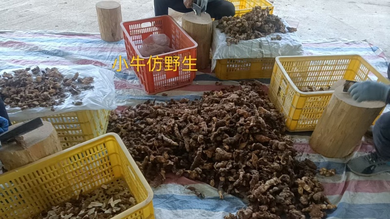 仿野生牛大力小牛干片粉质无硫精品手工挑选