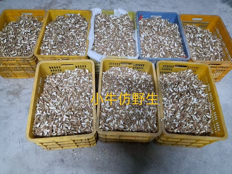 仿野生牛大力小牛干片粉质无硫精品手工挑选
