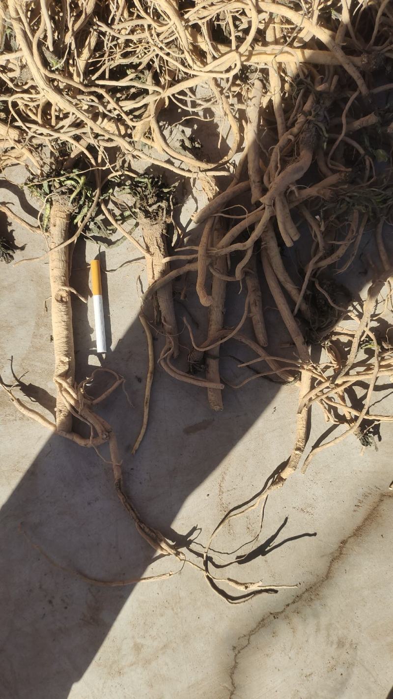 精品货干净精调细选货，粗细都已经分开，需要的老板速度联系