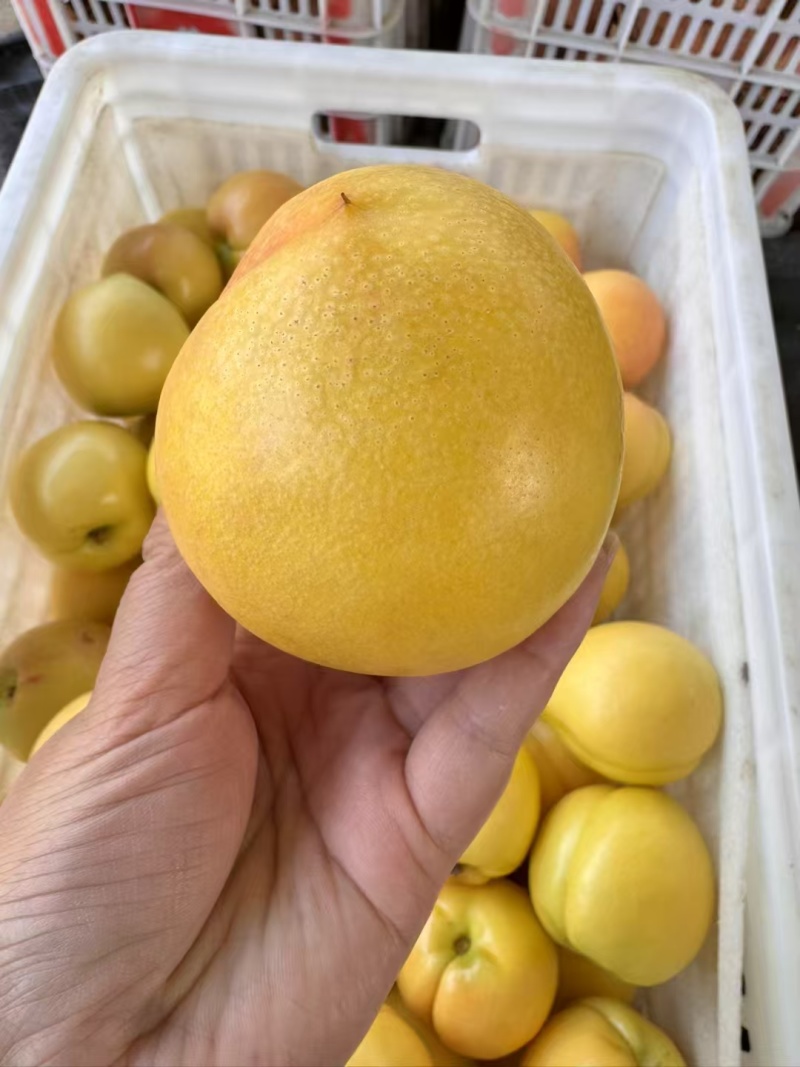 黄毛桃口感好价格优黄金蜜桃山东蒙阴黄桃全国发货