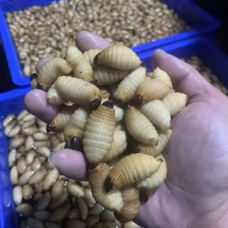 竹虫虫茧味道鲜美产地直发价格实惠全国通发欢迎购买
