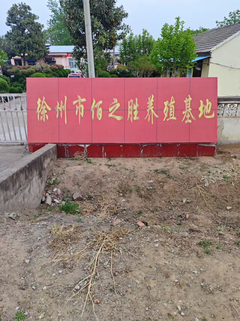 竹虫虫茧味道鲜美产地直发价格实惠全国通发欢迎购买
