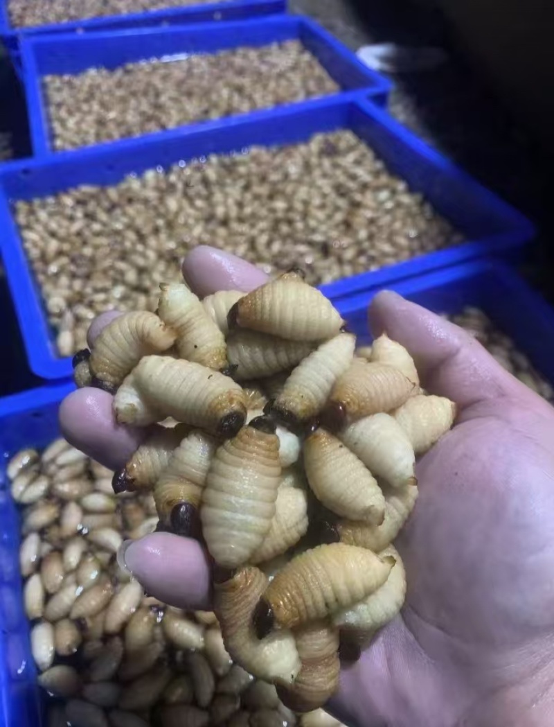 竹虫虫茧味道鲜美产地直发价格实惠全国通发欢迎购买