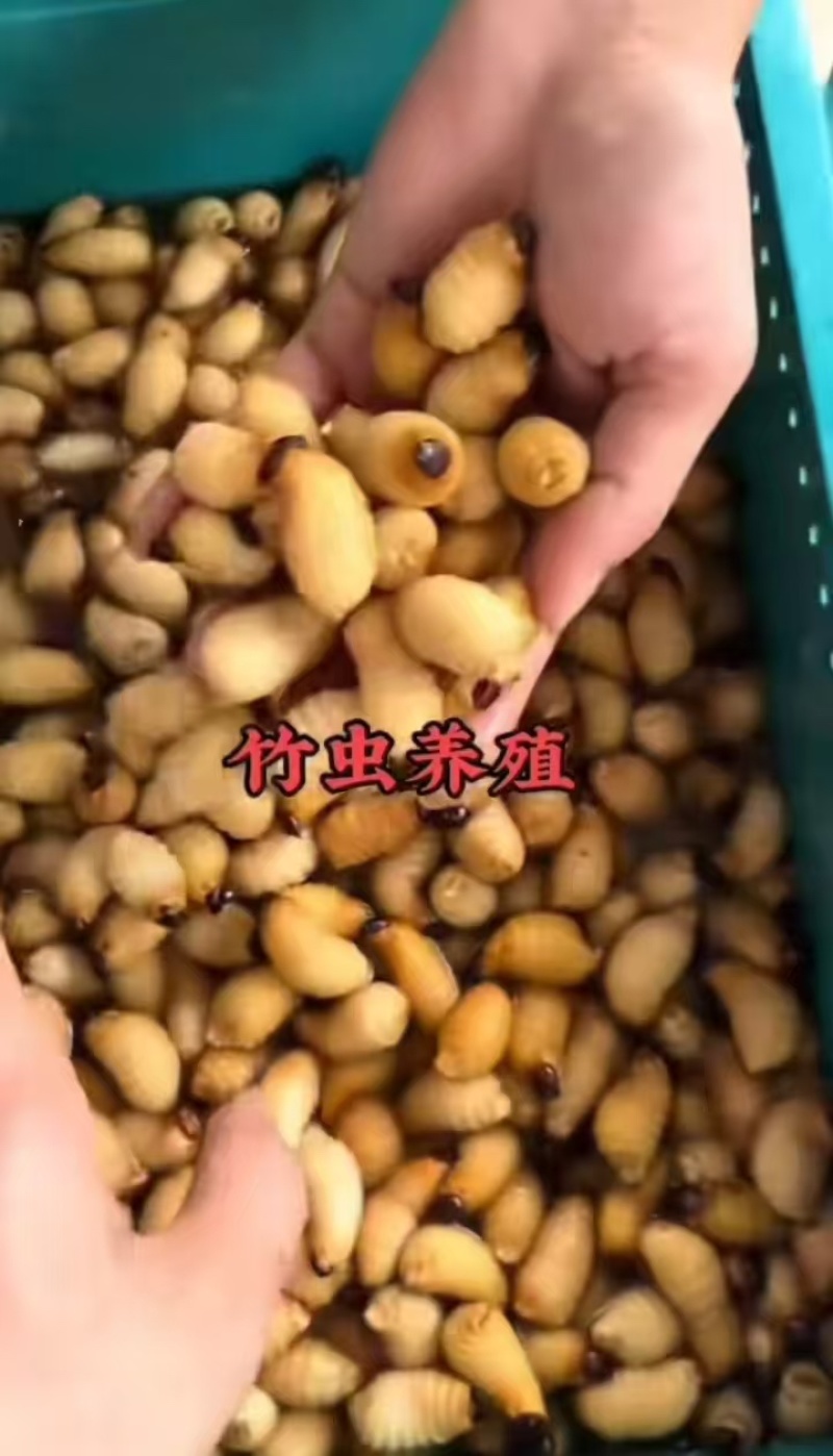 竹虫虫茧味道鲜美产地直发价格实惠全国通发欢迎购买