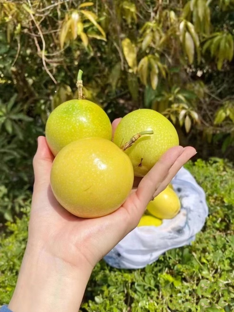 高山老树钦蜜9高百香果纯甜口感欢迎老板来电咨询合作