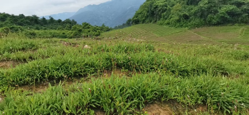 贵州毕节草血竭种子，现摘现发，纯净度高，欢迎订购