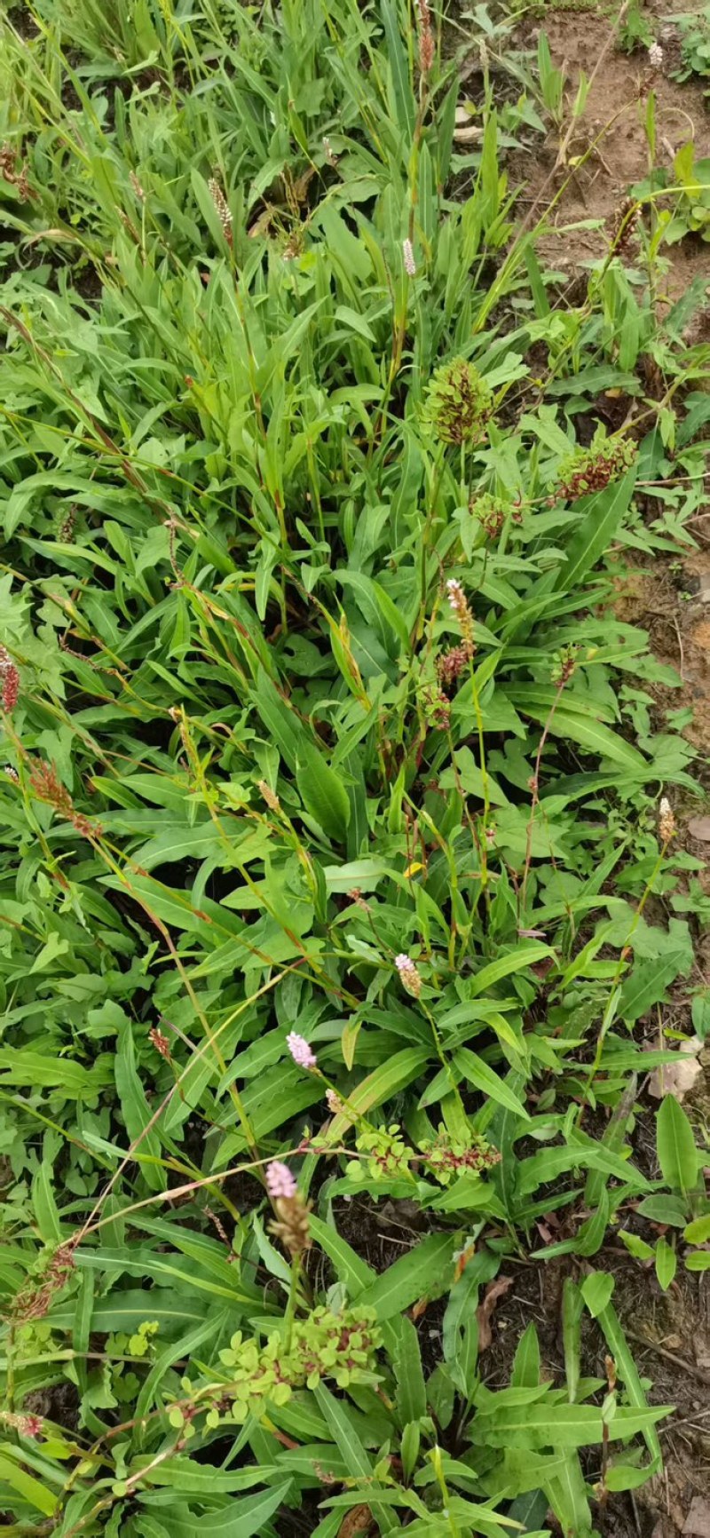 贵州毕节草血竭种子，现摘现发，纯净度高，欢迎订购