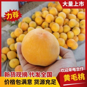 黄毛桃口感好价格优黄金蜜桃山东蒙阴黄桃全国发货