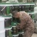 菲旺达爆根三天生新根七天大爆根爆发式生根
