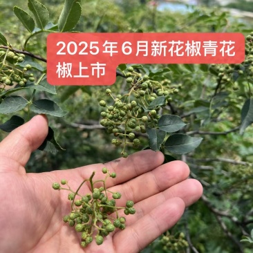 z沂蒙山直供新鲜青花椒，麻香浓郁品质佳