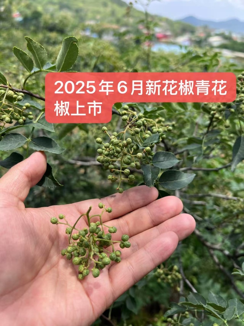 z沂蒙山直供新鲜青花椒，麻香浓郁品质佳