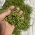 z沂蒙山直供新鲜青花椒，麻香浓郁品质佳