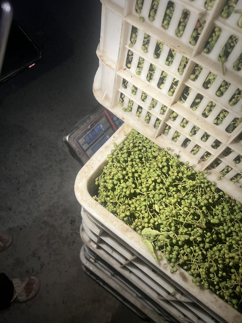 z沂蒙山直供新鲜青花椒，麻香浓郁品质佳