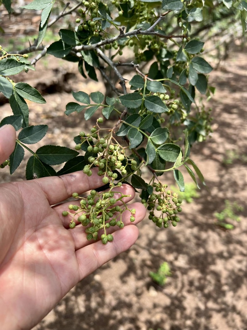 z沂蒙山直供新鲜青花椒，麻香浓郁品质佳