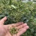 z沂蒙山直供新鲜青花椒，麻香浓郁品质佳
