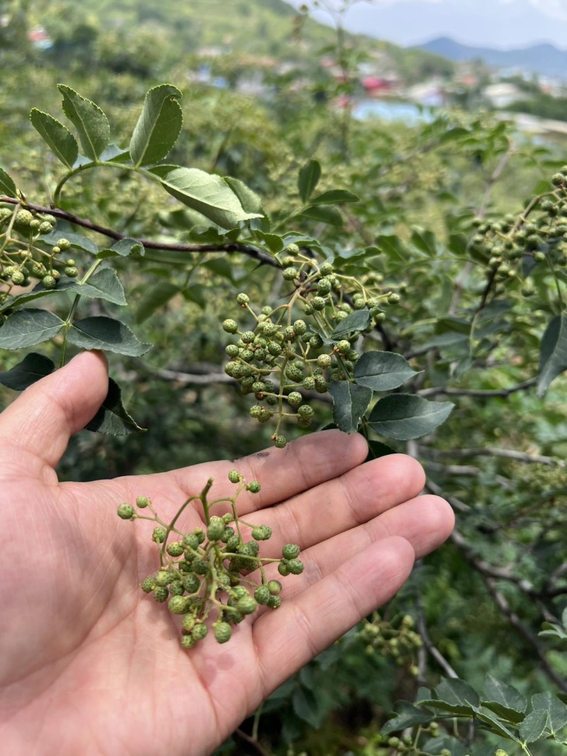 z沂蒙山直供新鲜青花椒，麻香浓郁品质佳