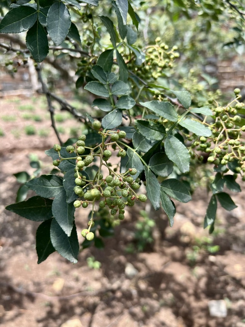 z沂蒙山直供新鲜青花椒，麻香浓郁品质佳