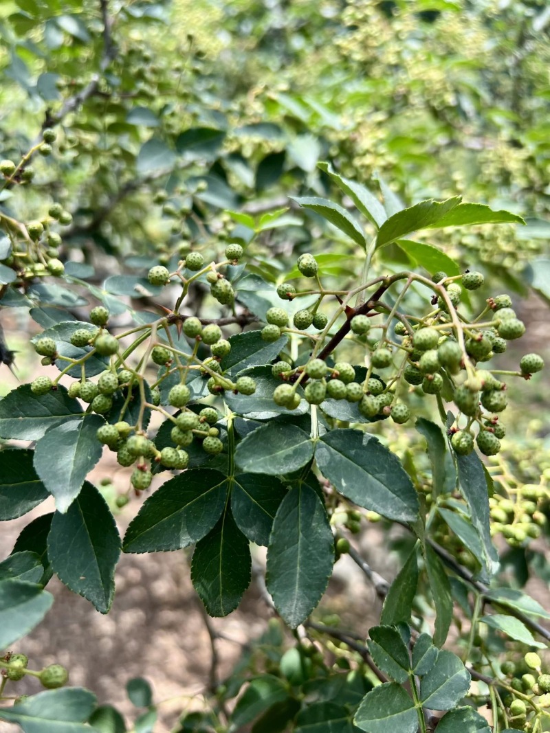 z沂蒙山直供新鲜青花椒，麻香浓郁品质佳