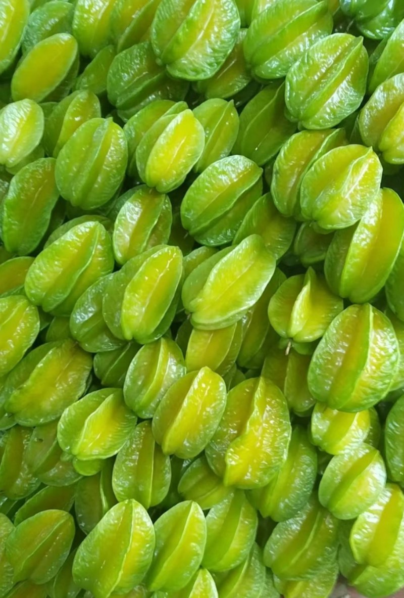 青杨桃