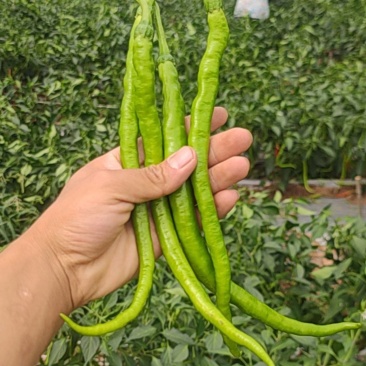 现摘二荆条颜色好
