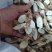 仿野生牛大力特大牛精品手工挑选无硫干货切片粉质