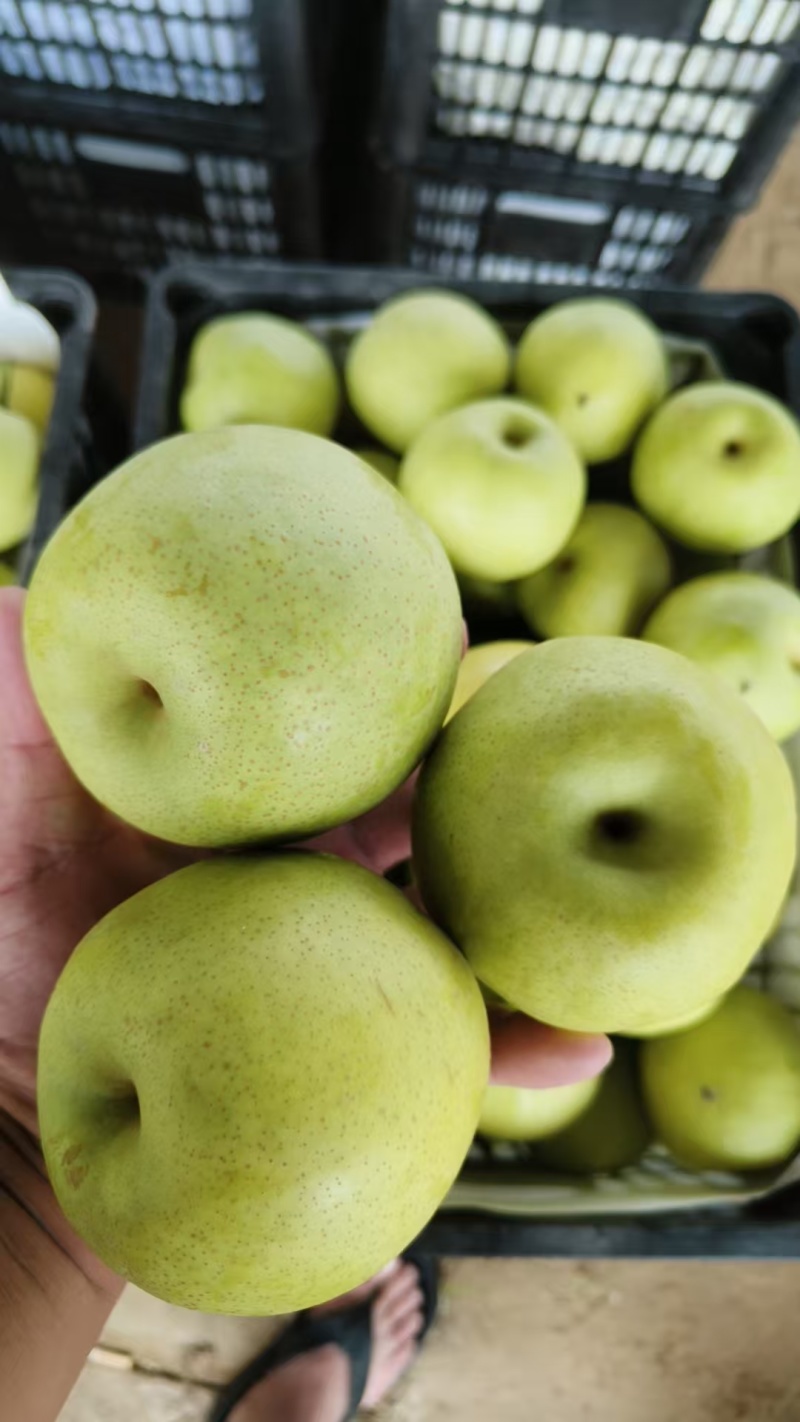苹果青皮梨产地供应，口感脆甜无渣。皮薄多汁。货源充足产地代发