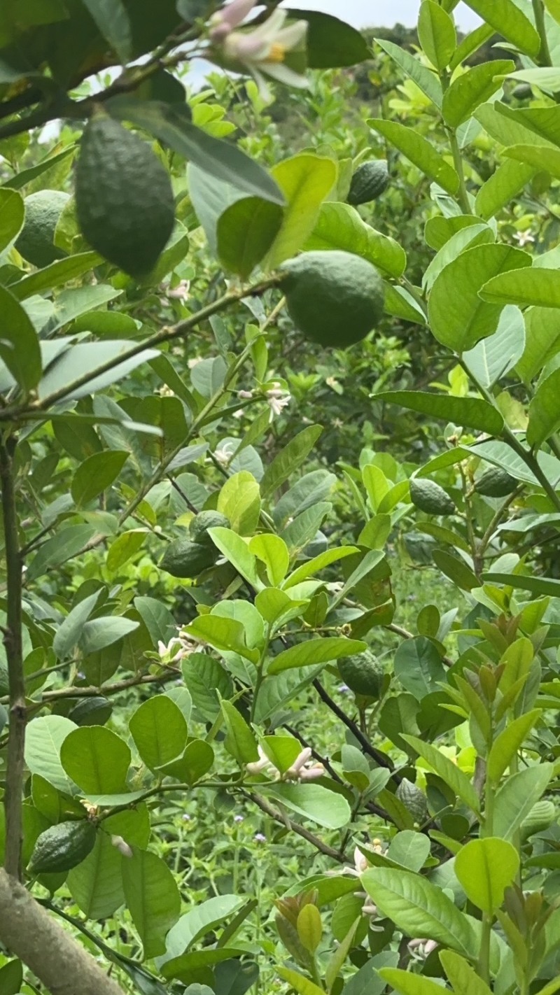 广东香水柠檬