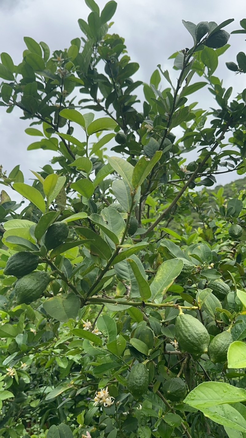 广东香水柠檬