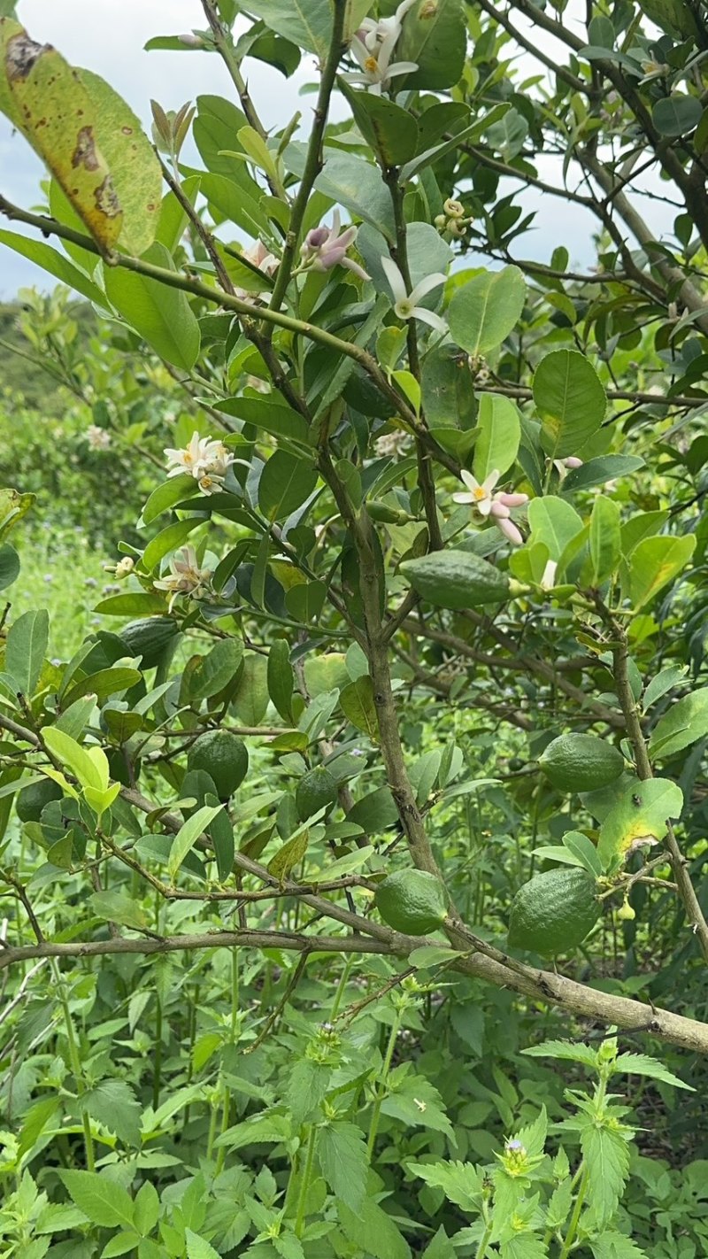广东香水柠檬