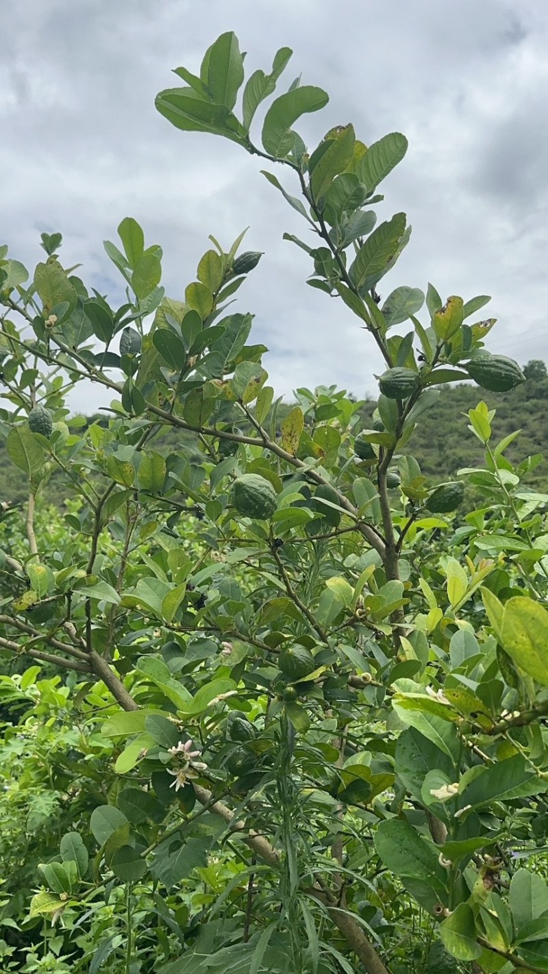 广东香水柠檬