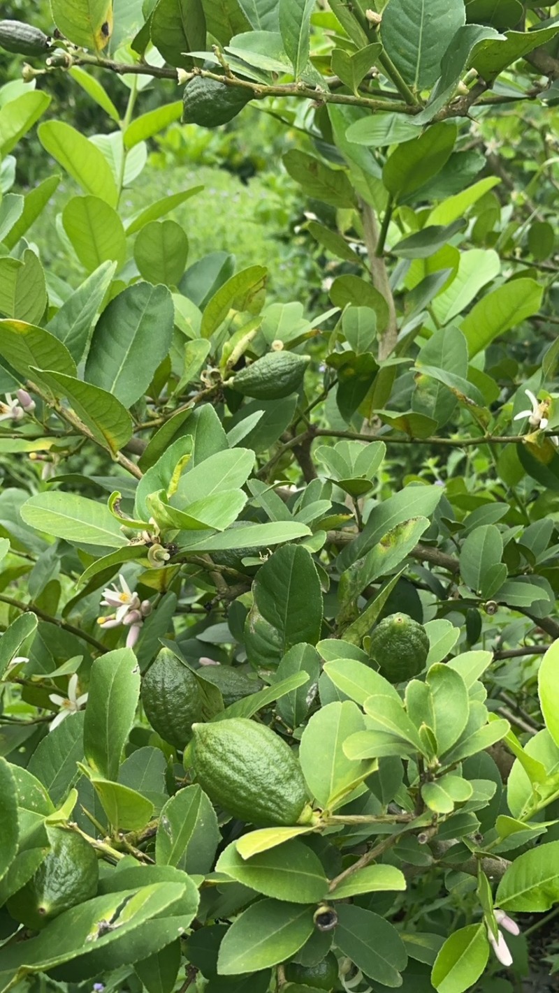 广东香水柠檬