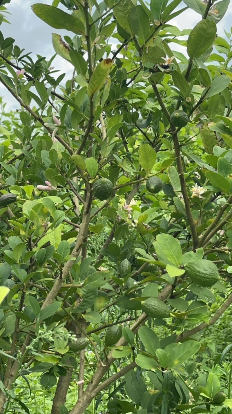 广东香水柠檬