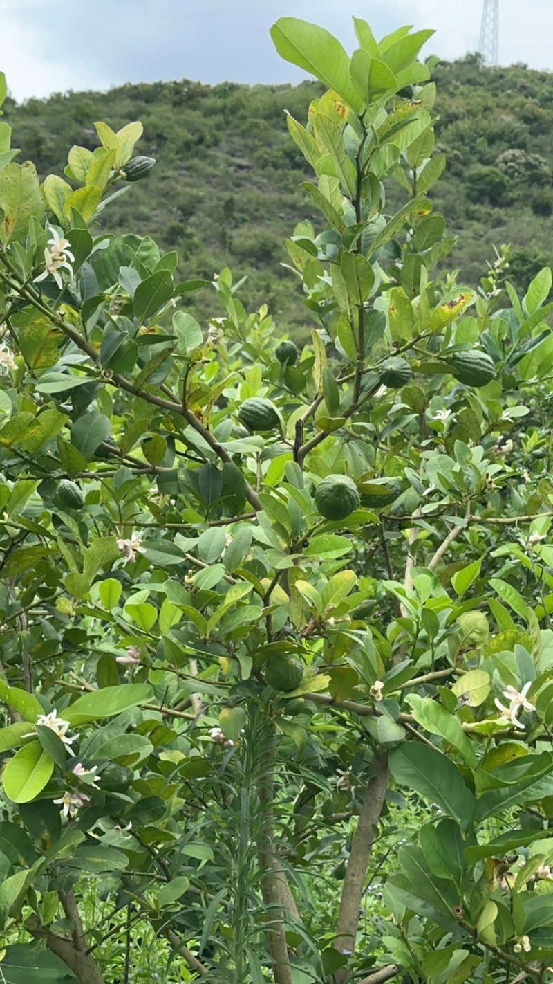 广东香水柠檬