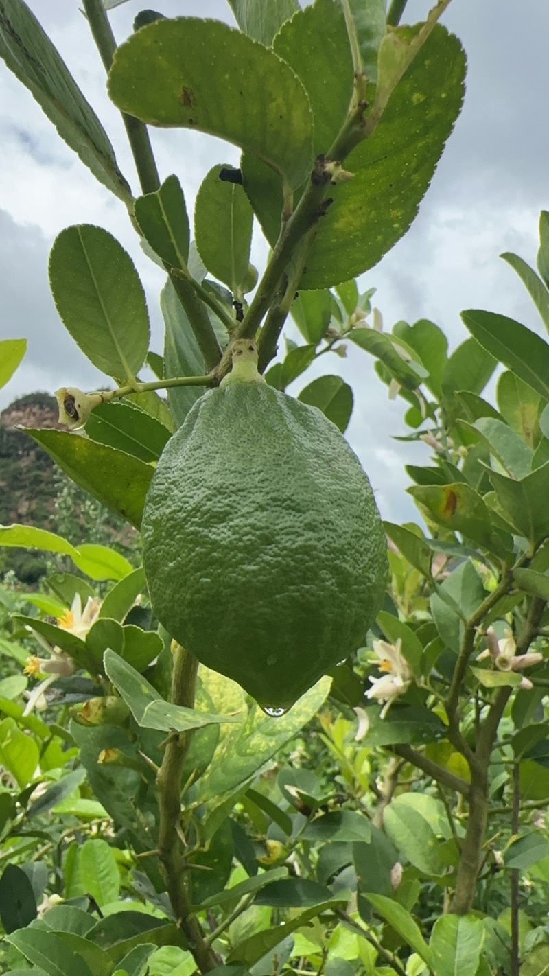 广东香水柠檬